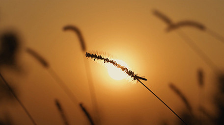 自然唯美夕阳下随风摇摆的狗尾巴草空镜实拍