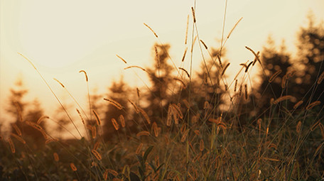 自然唯美夕阳下随风摇摆的狗尾巴草空镜实拍