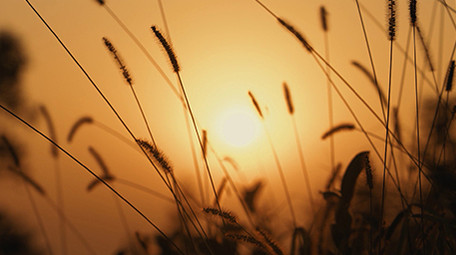 自然唯美夕阳下随风摇摆的狗尾巴草空镜实拍
