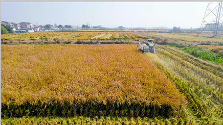 行业职业农业农田丰收农民水稻田丰收4K