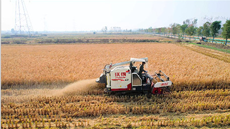 行业职业农业农田丰收农民水稻田丰收4K