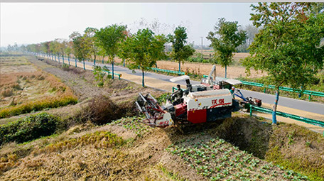 行业职业农业农田丰收农民水稻田丰收4K