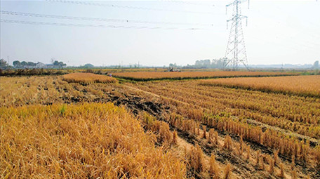 行业职业农业农田丰收农民水稻田丰收4K