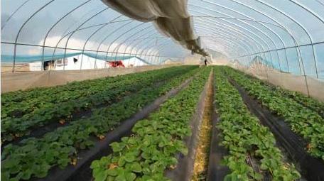 唯美乡村生活草莓园大棚4k航拍