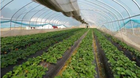 唯美乡村生活草莓园大棚4k航拍