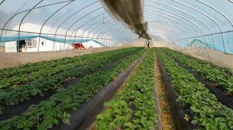 唯美乡村生活草莓园大棚4k航拍