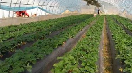 唯美乡村生活草莓园大棚4k航拍