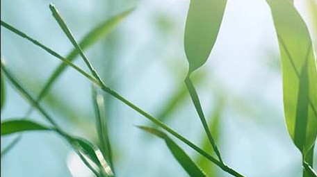 空镜头自然写意竹叶竹林竹子逆光拍摄