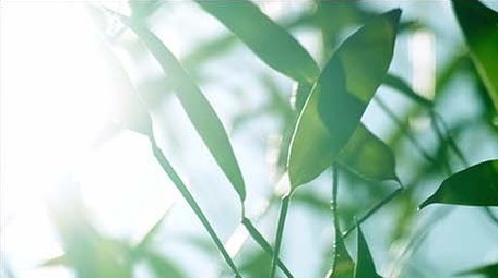 空镜头自然写意竹叶竹林竹子逆光拍摄