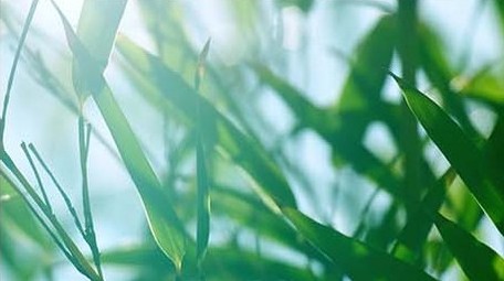 空镜头自然写意竹叶竹林竹子逆光拍摄