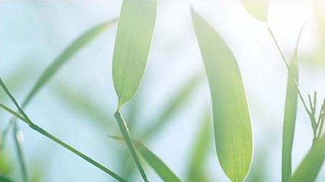 空镜头自然写意竹叶竹林竹子逆光拍摄