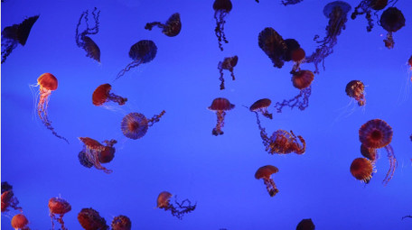 自然唯美海洋水母大西洋海刺4k实拍