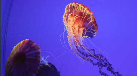 自然唯美海洋水母大西洋海刺4k实拍