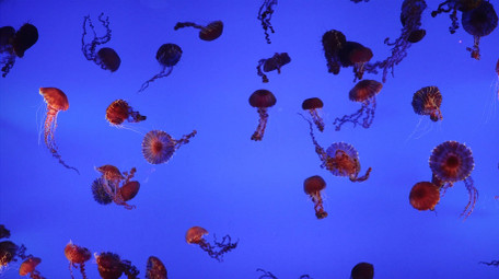 自然唯美海洋水母大西洋海刺4k实拍