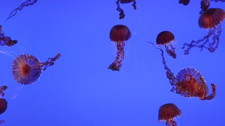 自然唯美海洋水母大西洋海刺4k实拍