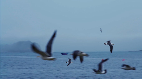 动物简约天空中飞翔的海鸥鸟儿4k实拍