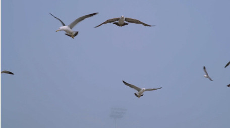 动物简约天空中飞翔的海鸥鸟儿4k实拍