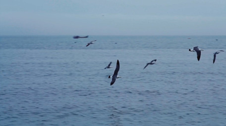 动物简约天空中飞翔的海鸥鸟儿4k实拍