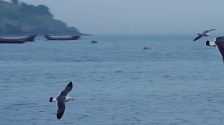 动物简约天空中飞翔的海鸥鸟儿4k实拍