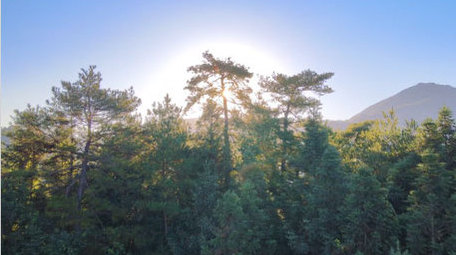 井冈山森林日出阳光大自然清晨4K航拍