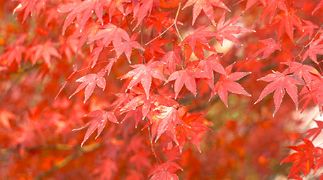 自然秋天红枫枫叶实拍