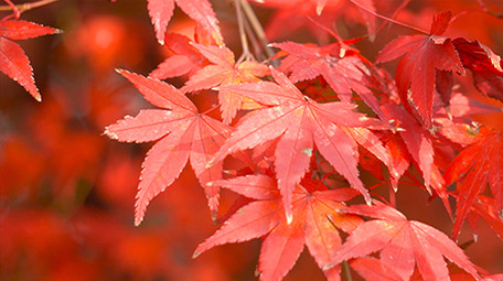 自然秋天红枫枫叶实拍