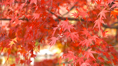 自然秋天红枫枫叶实拍