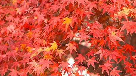 自然秋天红枫枫叶实拍