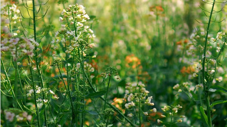 唯美小清新花海春天油菜花4K实拍