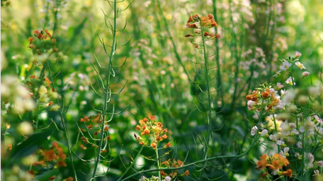 唯美小清新花海春天油菜花4K实拍