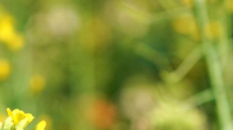 唯美小清新花海春天油菜花4K实拍