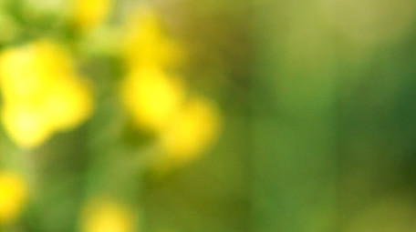 唯美小清新花海春天油菜花4K实拍