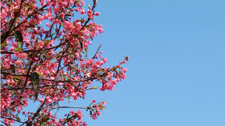 春天樱花繁花盛开自然风景4K实拍