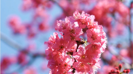 春天樱花繁花盛开自然风景4K实拍