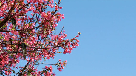 春天樱花繁花盛开自然风景4K实拍