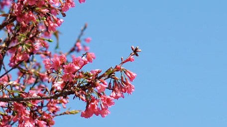 春天樱花繁花盛开自然风景4K实拍