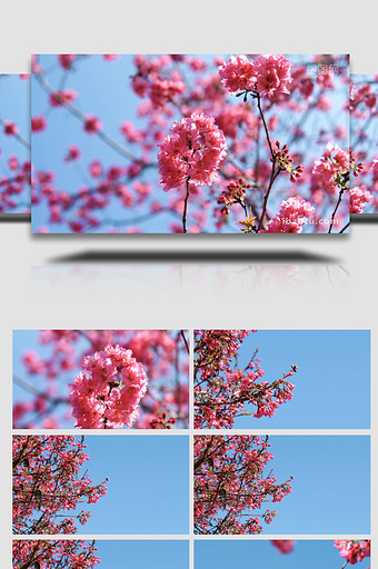 春天樱花繁花盛开自然风景4K实拍图片