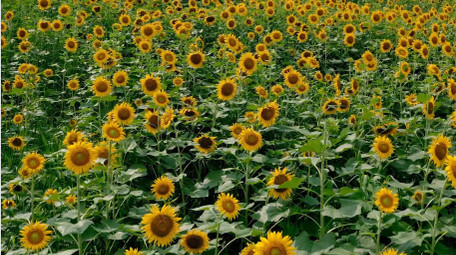 简约唯美自然向日葵花海植物风景4k航拍