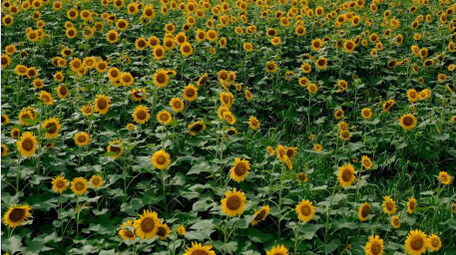 简约唯美自然向日葵花海植物风景4k航拍