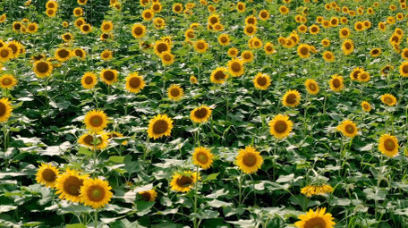 简约唯美自然向日葵花海植物风景4k航拍