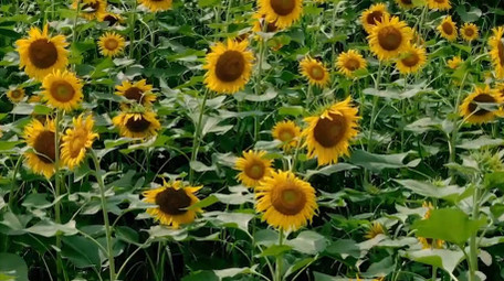 简约唯美自然向日葵花海植物风景4k航拍