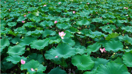 唯美自然荷塘荷花荷叶植物风景4k航拍