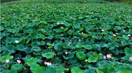 唯美自然荷塘荷花荷叶植物风景4k航拍