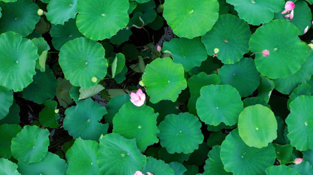 唯美自然荷塘荷花荷叶植物风景4k航拍