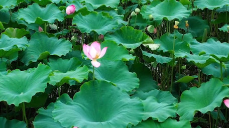 唯美自然荷塘荷花荷叶植物风景4k航拍
