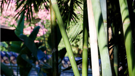 阳光竹叶春天绿色4K实拍