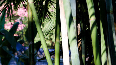 阳光竹叶春天绿色4K实拍