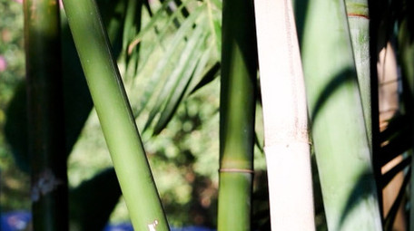 阳光竹叶春天绿色4K实拍