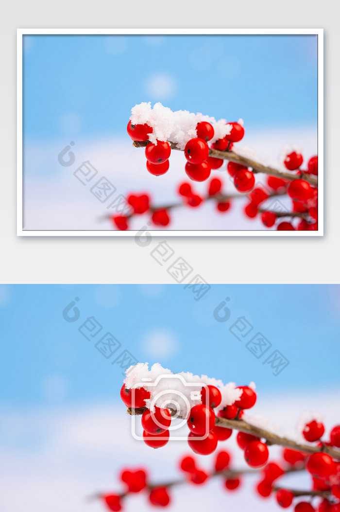 冬季红果山楂雪景图片图片