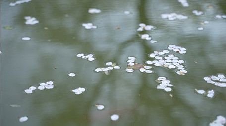 清新自然白色樱花落入流水瀑布实拍视频